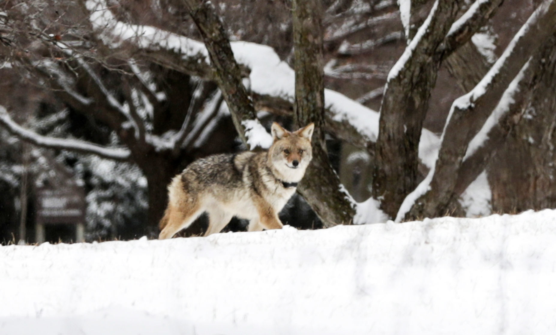 Coyote